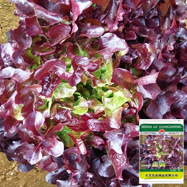 Red Maple Oak Leaf Purple Lettuce Seeds | Lactuca sativa var. crispa | Frilly Wavy Deep Burgundy Salad Green
