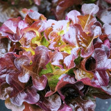 Red Maple Oak Leaf Purple Lettuce Seeds | Lactuca sativa var. crispa | Frilly Wavy Deep Burgundy Salad Green