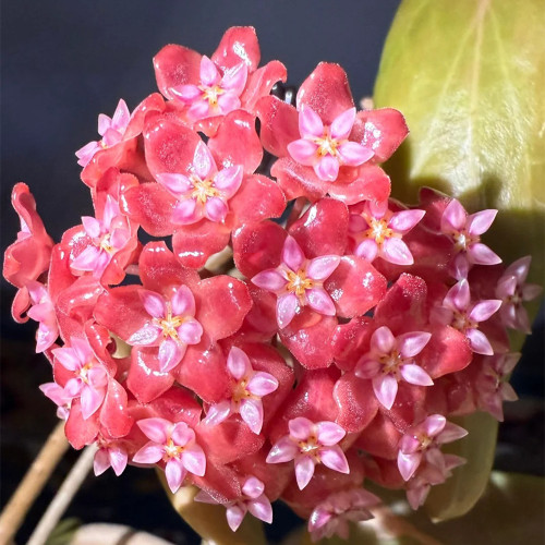 Fiery Red Hoya Stem Cuttings | Hoya ilagiorum | Dense Deep Red White-Center Wax Vine Trailing Houseplant