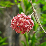 Fiery Red Hoya Stem Cuttings | Hoya ilagiorum | Dense Deep Red White-Center Wax Vine Trailing Houseplant