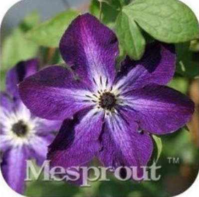Hybrid Large Flower Clematis Vine Seeds | Clematis hybrida | Purple Stripe Perennial Trellis Flower