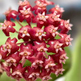 Fiery Red Hoya Stem Cuttings | Hoya ilagiorum | Dense Deep Red White-Center Wax Vine Trailing Houseplant