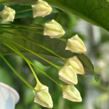 Shooting Star Hoya Stem Cuttings | Hoya multiflora | Unique Rocket-Shaped Pale Yellow White Spire Wax Vine