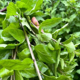 Fruitless Edible Leaf Wolfberry Seeds | Lycium barbarum | Tender Young Goji Sprout Culinary Vegetable