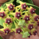 Cinnamon Scent Hoya Cuttings | Hoya cumingiana | Compact Bushy Golden Yellow Red-Center Wax Vine