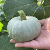 Silver Baby Chestnut Pumpkin Seeds | Cucurbita pepo | Smooth Silver Grey Mini High Yield Squash