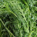 Heat Resistant Garland Chrysanthemum Seeds | Chrysanthemum coronarium | Medium Leaf Aromatic Crown Daisy Veggie