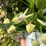 Shooting Star Hoya Stem Cuttings | Hoya multiflora | Unique Rocket-Shaped Pale Yellow White Spire Wax Vine