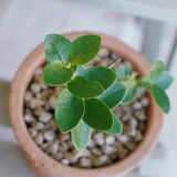 Cinnamon Scent Hoya Cuttings | Hoya cumingiana | Compact Bushy Golden Yellow Red-Center Wax Vine