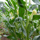 'Minuo 1157' F1 Yellow Waxy Corn Seeds | Zea mays | Early Giant Ear Fragrant Sweet Sticky Northeast Fresh Corn