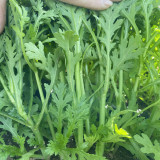 Heat Resistant Garland Chrysanthemum Seeds | Chrysanthemum coronarium | Medium Leaf Aromatic Crown Daisy Veggie