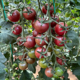 Dream Purple Cherry Tomato Seeds | Solanum lycopersicum | High Sugar Brown-Purple TY Virus Resistant Mini Fruit