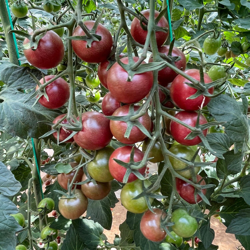 Dream Purple Cherry Tomato Seeds | Solanum lycopersicum | High Sugar Brown-Purple TY Virus Resistant Mini Fruit
