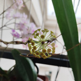 Thick Crown Hoya Stem Cuttings | Hoya incrassata | Robust Thick Stem Cream Yellow Fuzzy Wax Vine