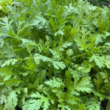Heat Resistant Garland Chrysanthemum Seeds | Chrysanthemum coronarium | Medium Leaf Aromatic Crown Daisy Veggie