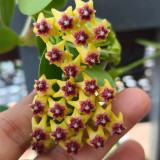Cinnamon Scent Hoya Cuttings | Hoya cumingiana | Compact Bushy Golden Yellow Red-Center Wax Vine