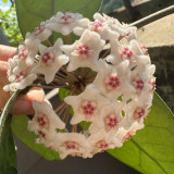Jianfengling Hoya Stem Cuttings | Hoya jianfenglingensis | Striped Dark Vein Pink White Fragrant Wax Vine