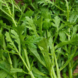 Heat Resistant Garland Chrysanthemum Seeds | Chrysanthemum coronarium | Medium Leaf Aromatic Crown Daisy Veggie