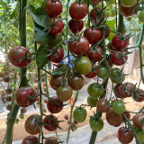 Dream Purple Cherry Tomato Seeds | Solanum lycopersicum | High Sugar Brown-Purple TY Virus Resistant Mini Fruit