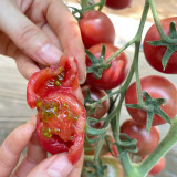 Dream Purple Cherry Tomato Seeds | Solanum lycopersicum | High Sugar Brown-Purple TY Virus Resistant Mini Fruit