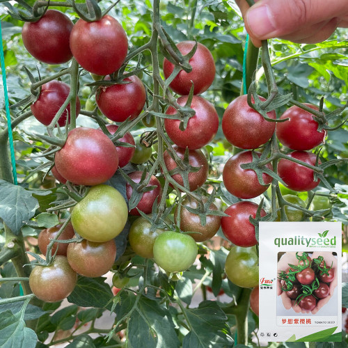 Dream Purple Cherry Tomato Seeds | Solanum lycopersicum | High Sugar Brown-Purple TY Virus Resistant Mini Fruit