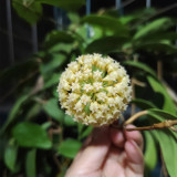 Thick Crown Hoya Stem Cuttings | Hoya incrassata | Robust Thick Stem Cream Yellow Fuzzy Wax Vine