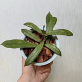 Hard Leaf Hoya Stem Cuttings | Hoya rigidifolia | Extra Stiff Thick Leather Leaf Pale Pink Wax Vine