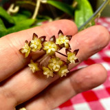 Hard Leaf Hoya Stem Cuttings | Hoya rigidifolia | Extra Stiff Thick Leather Leaf Pale Pink Wax Vine