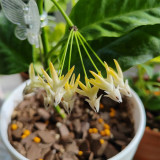 Shooting Star Hoya Stem Cuttings | Hoya multiflora | Unique Rocket-Shaped Pale Yellow White Spire Wax Vine