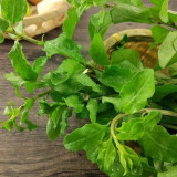 Fruitless Edible Leaf Wolfberry Seeds | Lycium barbarum | Tender Young Goji Sprout Culinary Vegetable