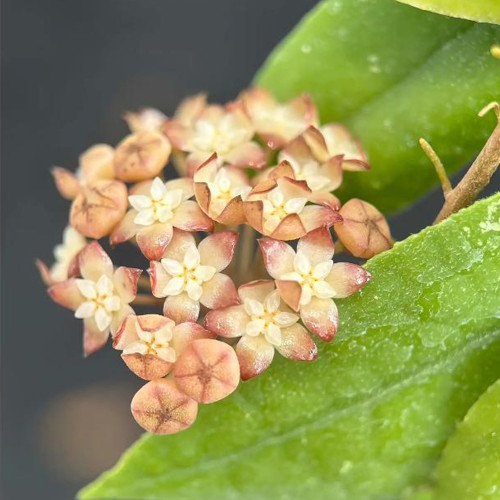 Hard Leaf Hoya Stem Cuttings | Hoya rigidifolia | Extra Stiff Thick Leather Leaf Pale Pink Wax Vine