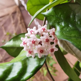 Jianfengling Hoya Stem Cuttings | Hoya jianfenglingensis | Striped Dark Vein Pink White Fragrant Wax Vine