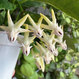Shooting Star Hoya Stem Cuttings | Hoya multiflora | Unique Rocket-Shaped Pale Yellow White Spire Wax Vine