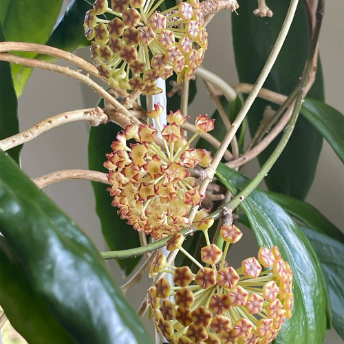Thick Crown Hoya Stem Cuttings | Hoya incrassata | Robust Thick Stem Cream Yellow Fuzzy Wax Vine