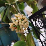 Thick Crown Hoya Stem Cuttings | Hoya incrassata | Robust Thick Stem Cream Yellow Fuzzy Wax Vine
