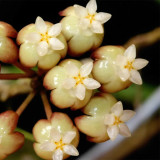 Hard Leaf Hoya Stem Cuttings | Hoya rigidifolia | Extra Stiff Thick Leather Leaf Pale Pink Wax Vine