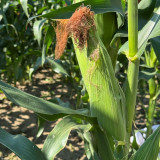 'Minuo 1157' F1 Yellow Waxy Corn Seeds | Zea mays | Early Giant Ear Fragrant Sweet Sticky Northeast Fresh Corn