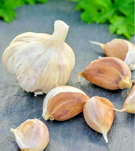 German Red Garlic Starter Cloves | Allium sativum | Non-GMO Fast Grow USA Garden Veggie