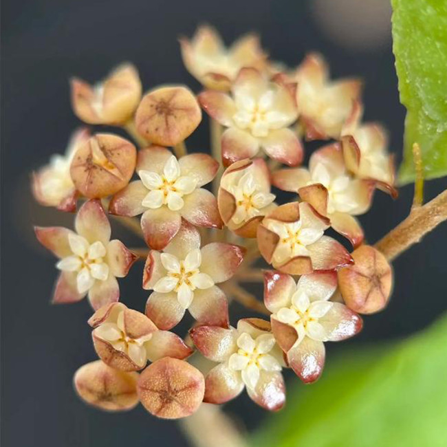 Hard Leaf Hoya Stem Cuttings | Hoya rigidifolia | Extra Stiff Thick Leather Leaf Pale Pink Wax Vine