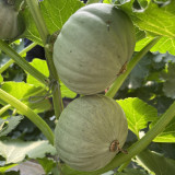 Silver Baby Chestnut Pumpkin Seeds | Cucurbita pepo | Smooth Silver Grey Mini High Yield Squash