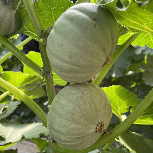 Silver Baby Chestnut Pumpkin Seeds | Cucurbita pepo | Smooth Silver Grey Mini High Yield Squash