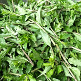 Fruitless Edible Leaf Wolfberry Seeds | Lycium barbarum | Tender Young Goji Sprout Culinary Vegetable