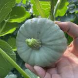 Silver Baby Chestnut Pumpkin Seeds | Cucurbita pepo | Smooth Silver Grey Mini High Yield Squash