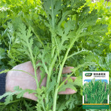 Heat Resistant Garland Chrysanthemum Seeds | Chrysanthemum coronarium | Medium Leaf Aromatic Crown Daisy Veggie