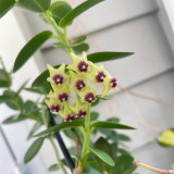 Cinnamon Scent Hoya Cuttings | Hoya cumingiana | Compact Bushy Golden Yellow Red-Center Wax Vine