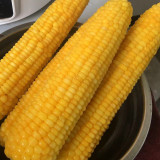 'Minuo 1157' F1 Yellow Waxy Corn Seeds | Zea mays | Early Giant Ear Fragrant Sweet Sticky Northeast Fresh Corn