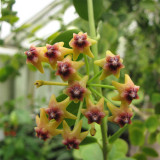 Cinnamon Scent Hoya Cuttings | Hoya cumingiana | Compact Bushy Golden Yellow Red-Center Wax Vine