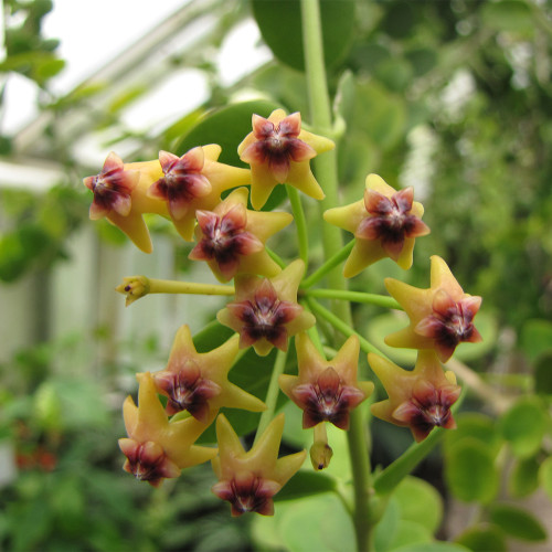 Cinnamon Scent Hoya Cuttings | Hoya cumingiana | Compact Bushy Golden Yellow Red-Center Wax Vine
