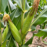 'Minuo 1157' F1 Yellow Waxy Corn Seeds | Zea mays | Early Giant Ear Fragrant Sweet Sticky Northeast Fresh Corn