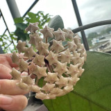 Jianfengling Hoya Stem Cuttings | Hoya jianfenglingensis | Striped Dark Vein Pink White Fragrant Wax Vine